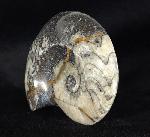 Manticoceras sp. HYATT 1884 - Bild &copy; FossNet FossilienStore